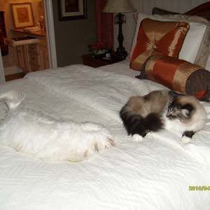 Meet your Posher, Charlene